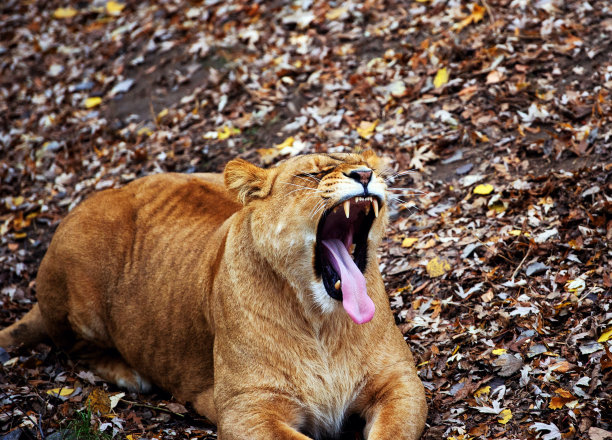 狮子的肖像图片下载