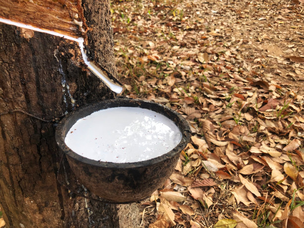 摘胶是利用自然光从橡胶树上收集乳胶的过程。图片下载