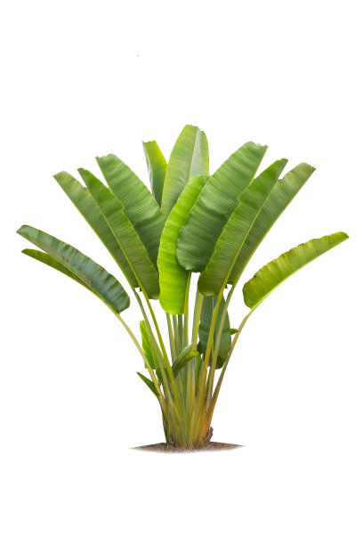 游客的棕榈树孤立在白色的背景，香蕉树种植成观赏树在花园里。图片下载
