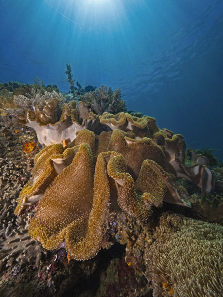 皮革珊瑚，莱德科拉尔（阿尔西奥尼达）图片下载