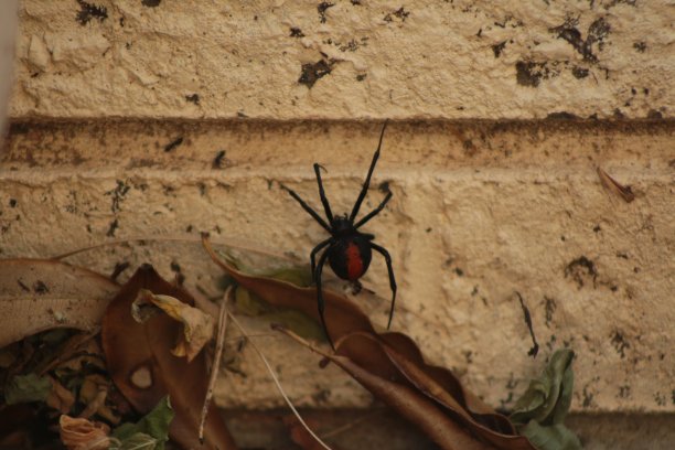 危险的澳大利亚本土红背蜘蛛正在爬过澳大利亚当地后院的花园图片下载