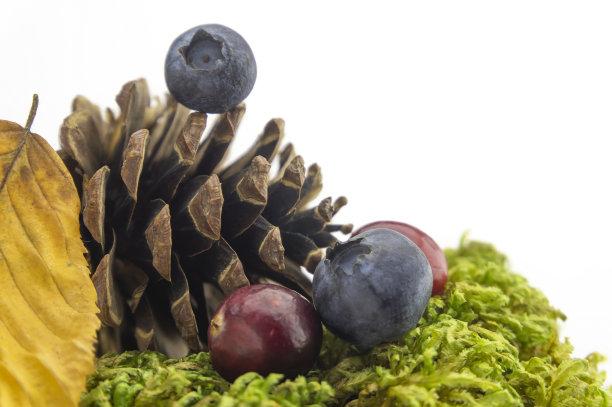 秋天有野果和松果的静物图片下载