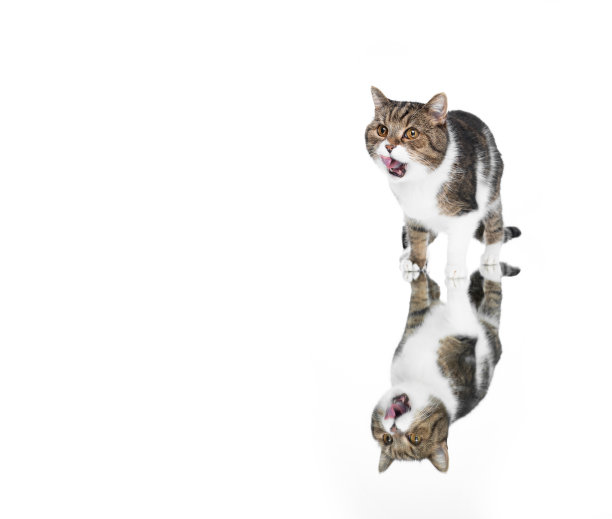白色背景上的猫图片下载