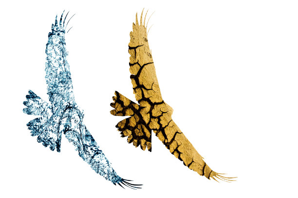 抽象的自然和鸟类。黑色背景。图片下载