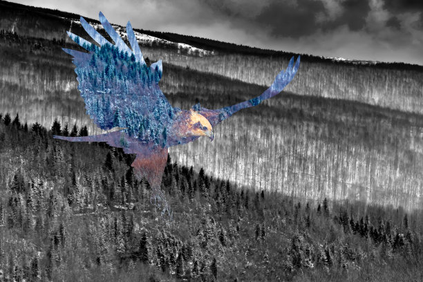 抽象的自然和鸟类。黑色背景。图片下载