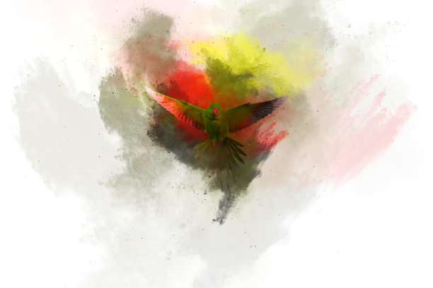 抽象的自然和鸟类。白色背景。图片下载