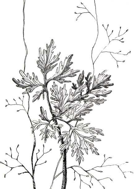 草素描手绘黑色钢笔在白色的背景图片下载