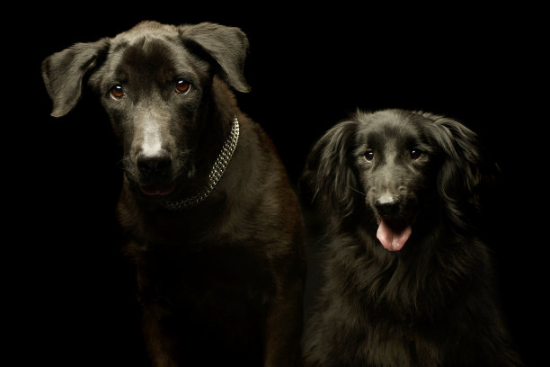 两个可爱的杂种狗的肖像图片下载