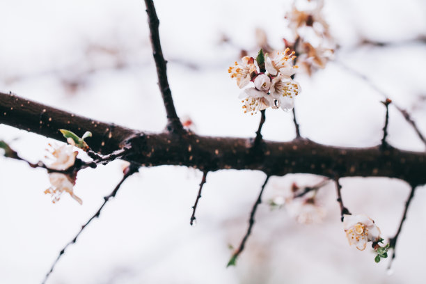 杏树花。春天的白花在树枝上。杏树开花了。春天是一年中的一个季节。白花杏树图片下载