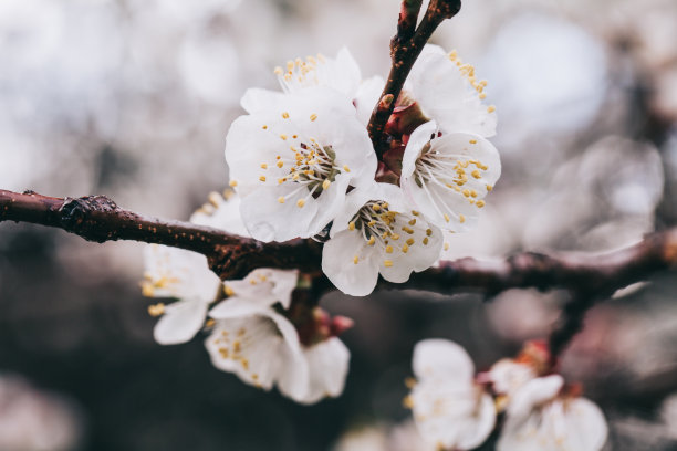 杏树花。春天的白花在树枝上。杏树开花了。春天是一年中的一个季节。白花杏树图片下载