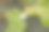 Lotus睡莲素材图片
