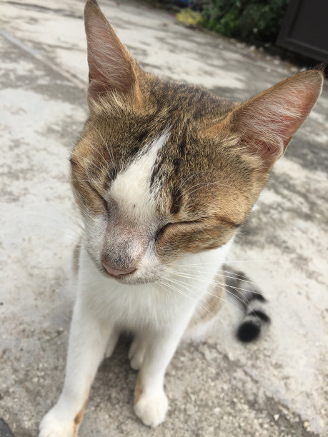 头脑冷静的人图片下载