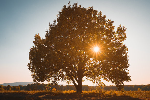 夕阳下孤独的老橡树。图片下载