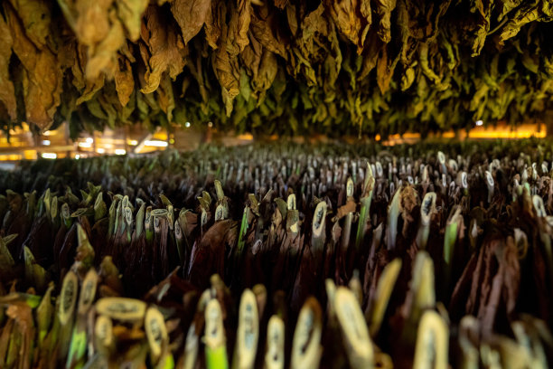 在古巴比纳尔del里约热内卢省，在棚屋或谷仓内干燥烟叶图片下载