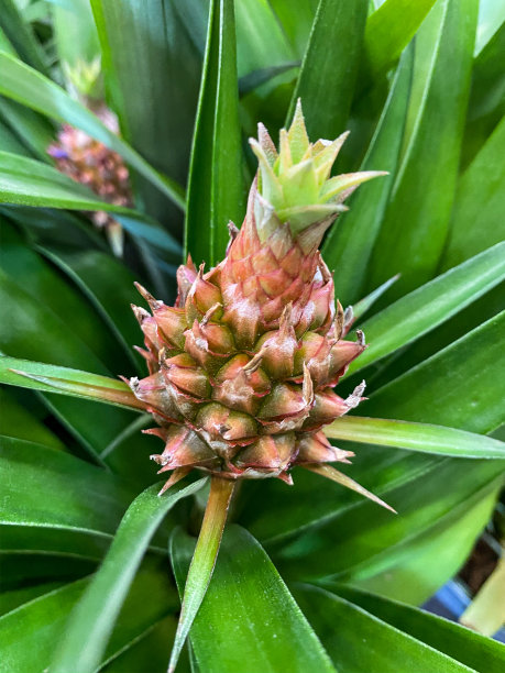 年轻的菠萝工厂图片下载