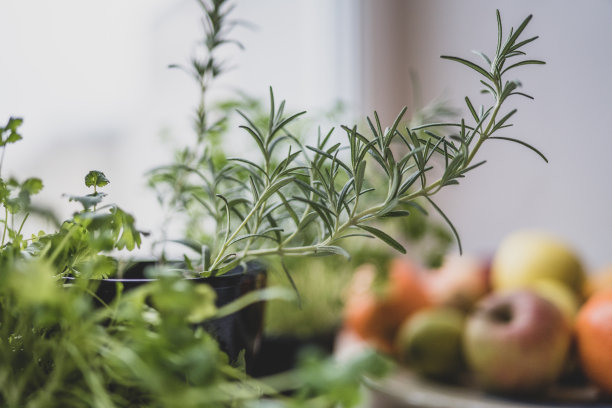 窗边窗台上的药草图片下载