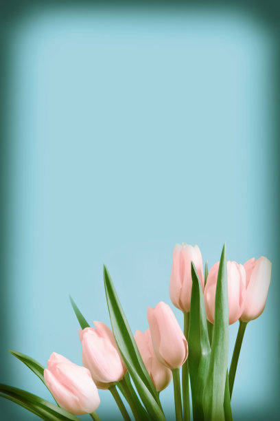 蓝色背景上的郁金香图片下载