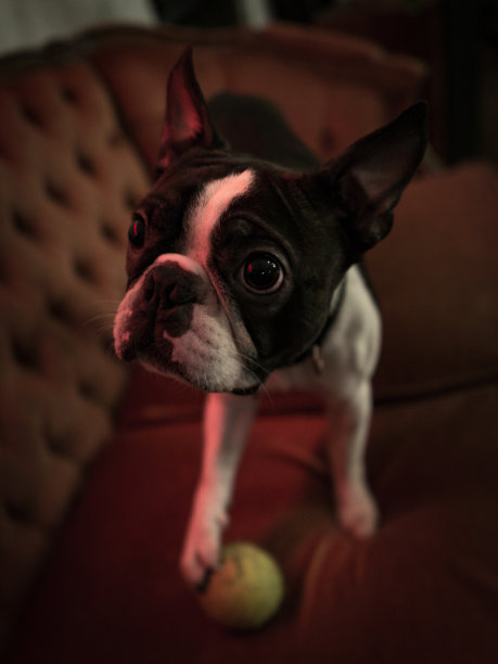 与“猎物”图片下载