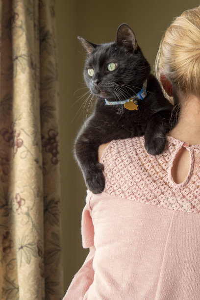 肩上的猫图片下载