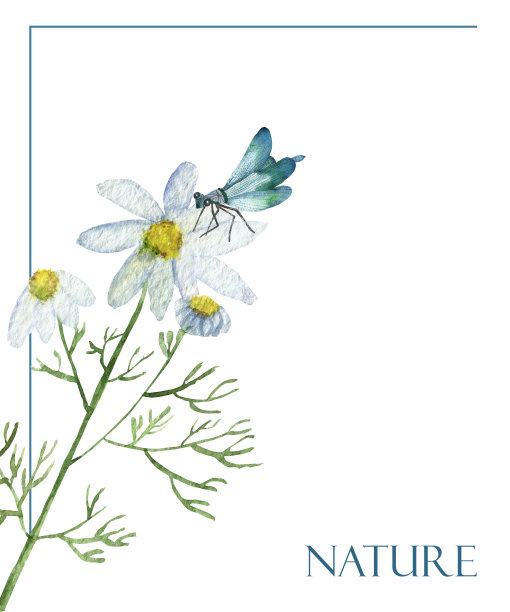 水彩手绘自然花卉野生昆虫构图框架白色洋甘菊花，绿色的树枝，蓝色的蜻蜓，绿色的边线和自然文字在白色的背景图片下载