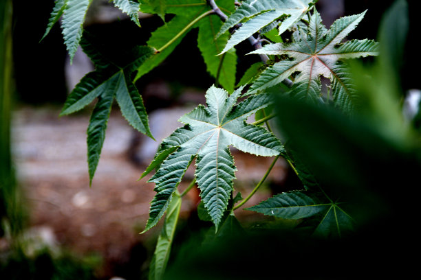 丛林留下背景图片，图像和股票照片图片下载