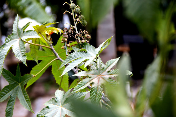 丛林留下背景图片，图像和股票照片图片下载