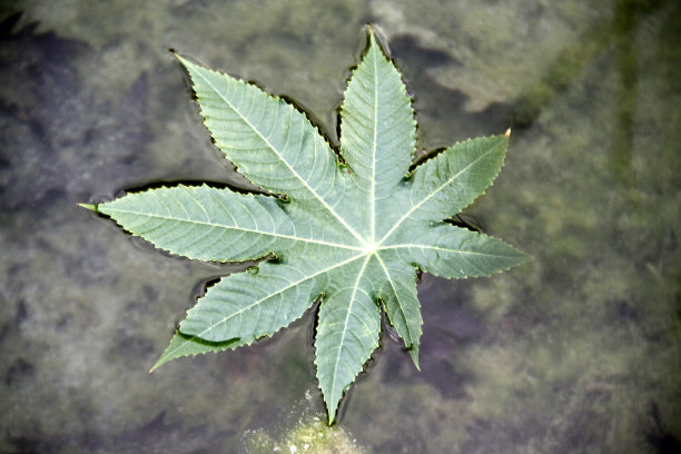 丛林留下背景图片，图像和股票照片图片下载