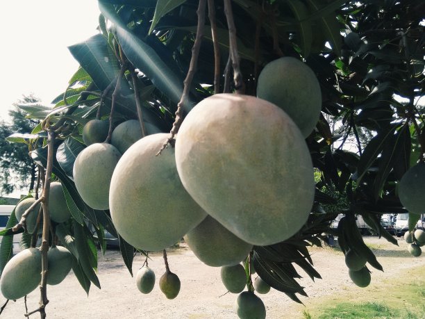 树上的绿色芒果图片下载
