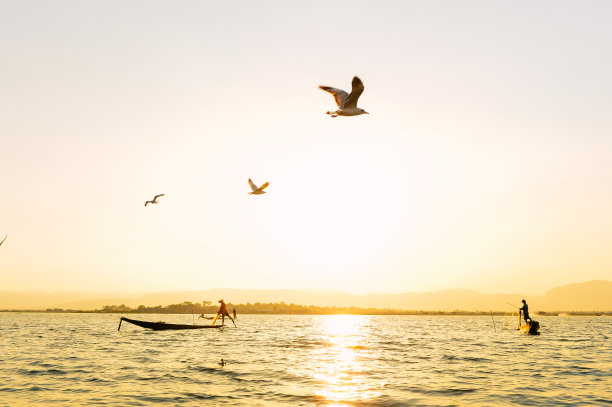缅甸茵莱湖碧空中飞翔的海鸥图片下载