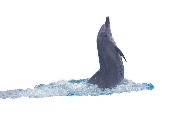 可爱的海豚在白色的背景(孤立)图片下载
