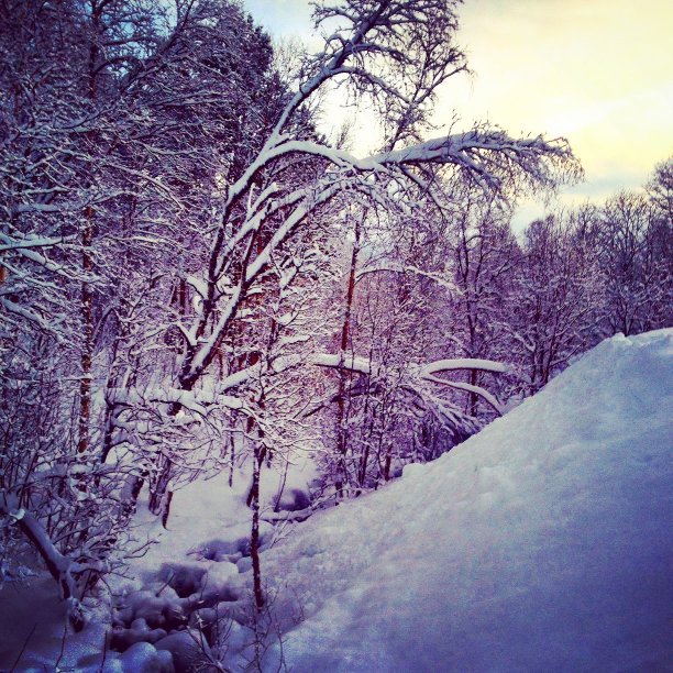 一场大雪后大自然的冬季景象图片下载