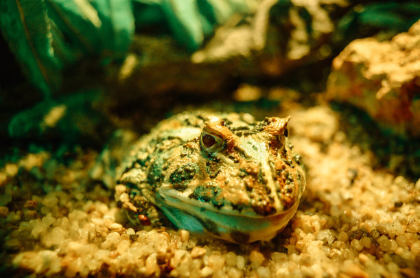 海底生活图片下载