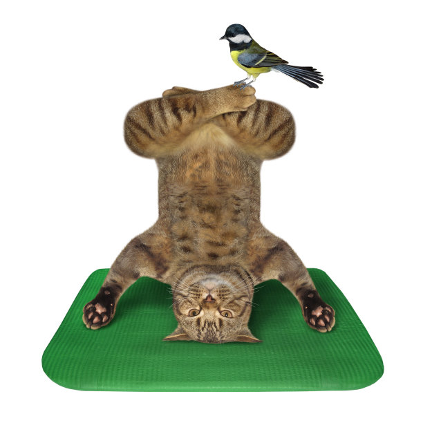 猫做倒立练习2图片下载