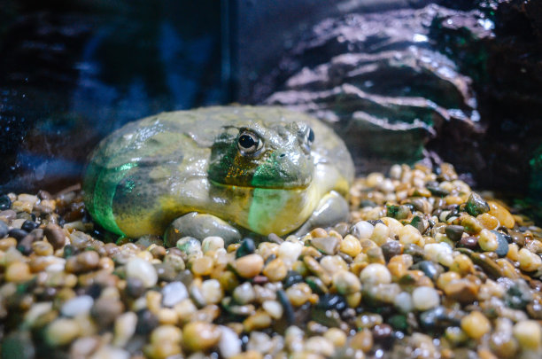 海底生活图片下载