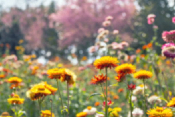 模糊的图像为麦秆花或花园里的永恒;是菊科的一种开花植物，原产于澳大利亚。图片下载