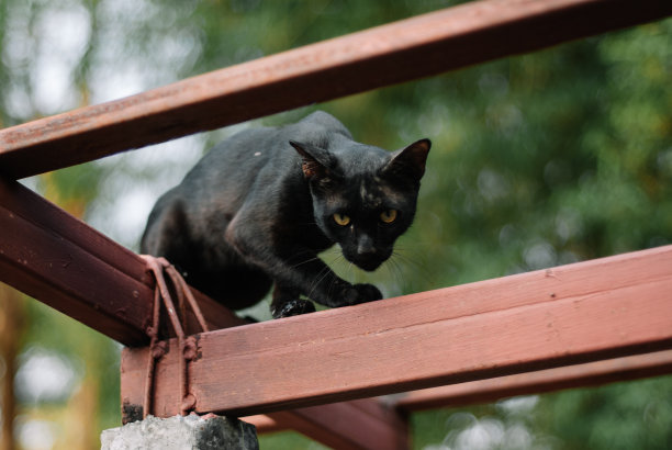 可怕的黑猫图片下载