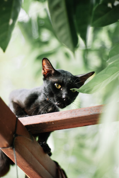 可怕的黑猫图片下载