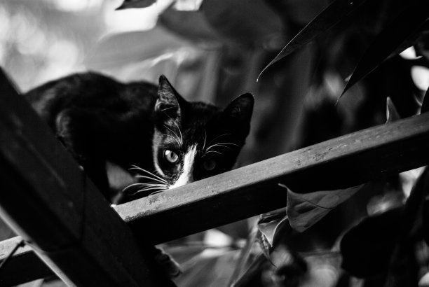 可怕的黑猫图片下载