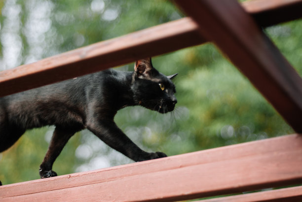 可怕的黑猫图片下载