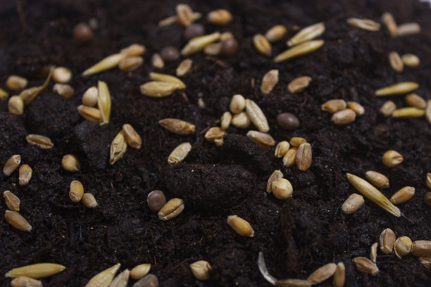 园艺。种植小麦、大麦、燕麦种子。图片下载