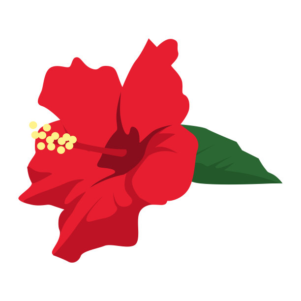 红色木槿插图。芙蓉花主要产于南亚热带气候。图片下载