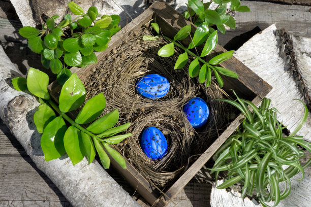 复活节作品:用旧木箱装蓝蛋，用干植物做窝，绿色植物和花图片下载