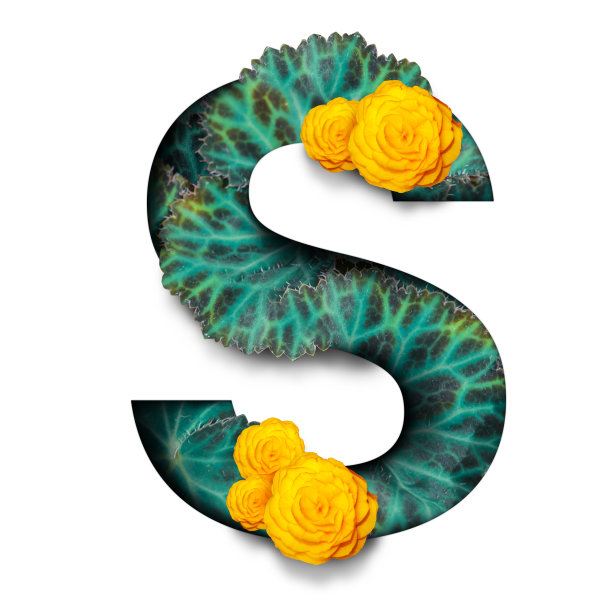 热带花卉字体字母设计剪纸风格的白色背景图片下载