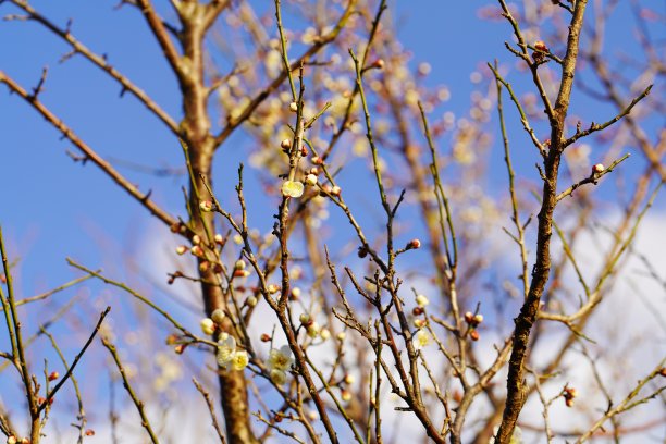 日本的梅花从冬天开花到春天图片下载