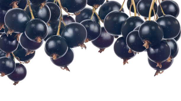 成熟的黑加仑子在白色上呈条状孤立图片下载