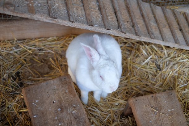 白色毛茸茸的兔子在笼子里。图片下载