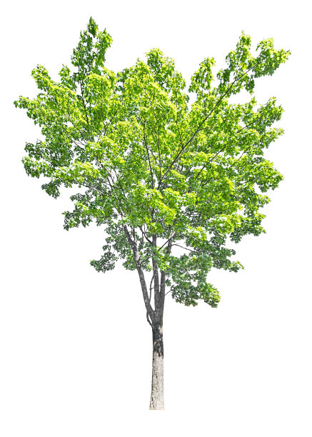 明亮的绿色枫树孤立在白色上图片下载