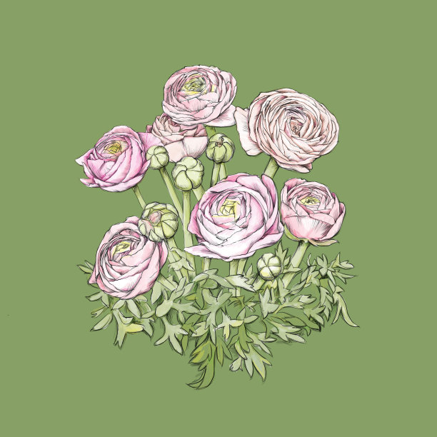 一些粉红色的毛茛属植物图片下载