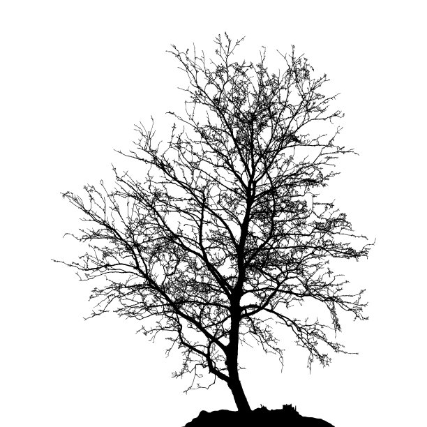 自然桦树剪影(矢量图)eps10图片下载