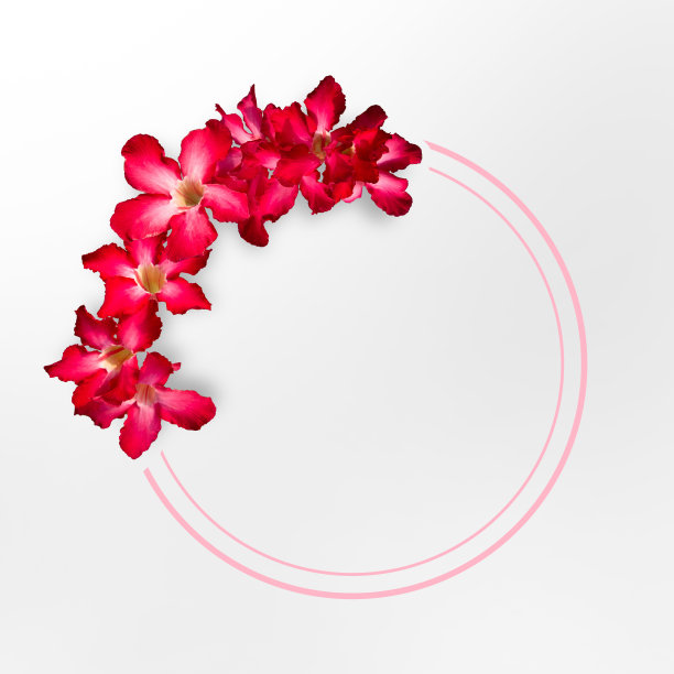 花组成。框架由黑斑百合花在白色的背景。创意布局与花卉和复制空间。前视图。剪切路径。植物的概念图片下载
